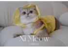 Best Pet Shop For Buy Cat in Geylang