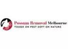 Possum Removal Melbourne