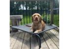Best Dog Boarding in Poplar Hill